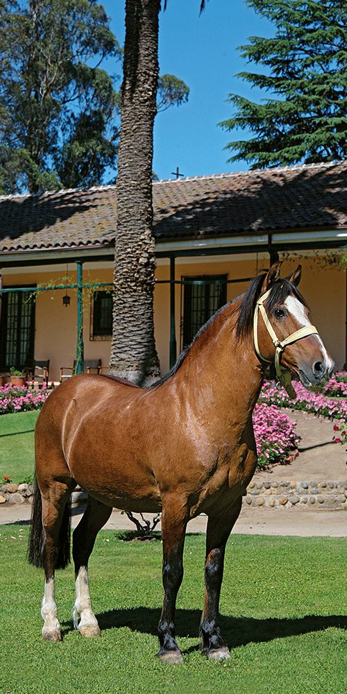 el-aromo