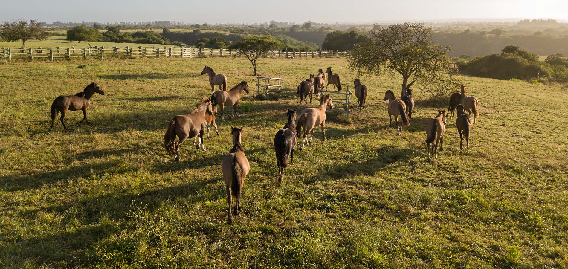 caballos