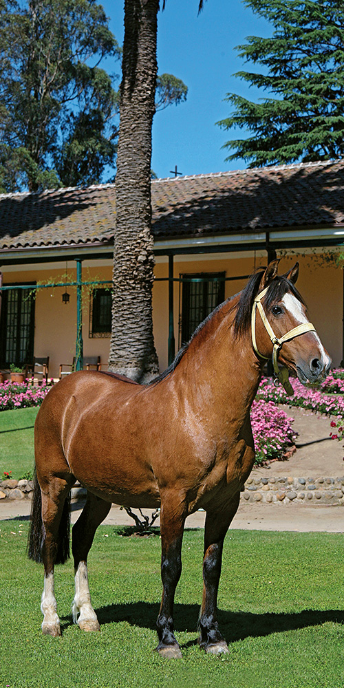 el-aromo